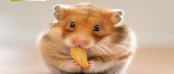 TOP 15+ địa chỉ bán Hamster Bear Hà Nội “cưng xỉu”