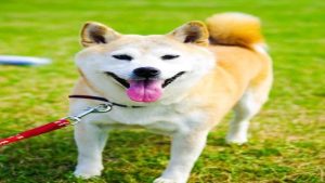 [Tổng hợp] Các Hình Nền Chó Shiba chibi cute được yêu thích