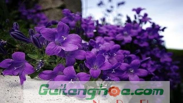 Hoa violet màu tím