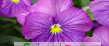 Hoa Violet: Ý Nghĩa, Tên Gọi, Đặc Điểm Chi Tiết Nhất